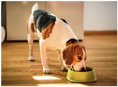 Le repas de ton chien