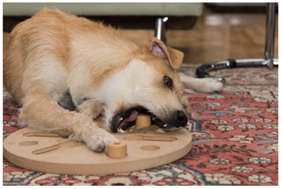 Divertir et désennuyer son chien