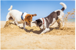 Reproduire les instincts naturels de ton chien