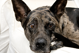 Chien qui semble triste et perdu
