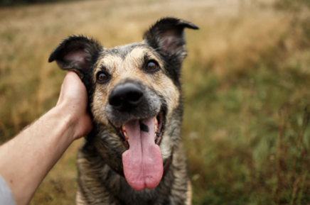 Chien heureux