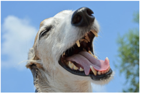 Améliorer la santé physique et mentale de ton chien