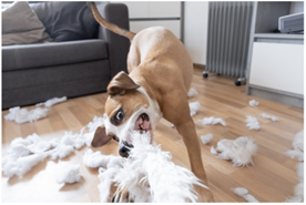 Un chien qui s'ennuie