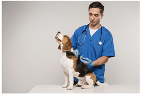 Réduire le stress de son chien