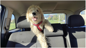 Chien dans l'auto