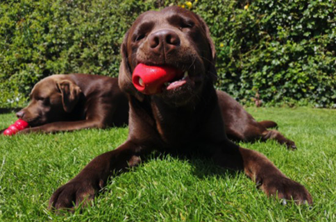 Deux chiens labrador avec des jouets cache nourriture